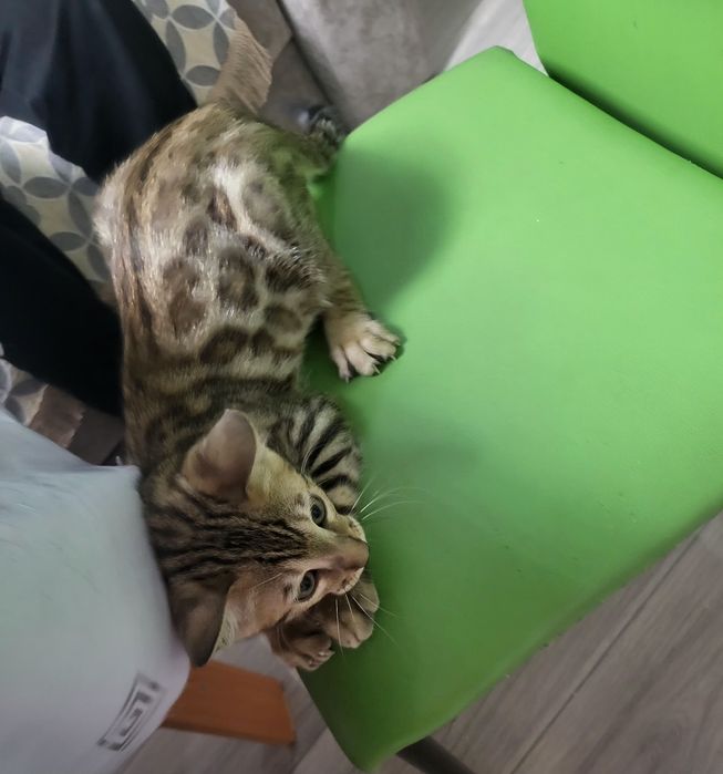 Продаю кошку бенгальский