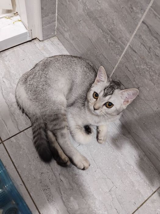 Продаётся котёнок