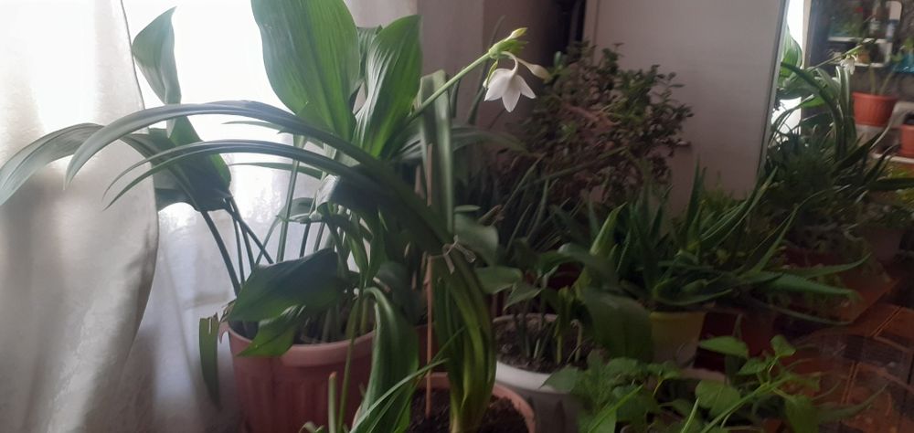 Продам комнатные цветы