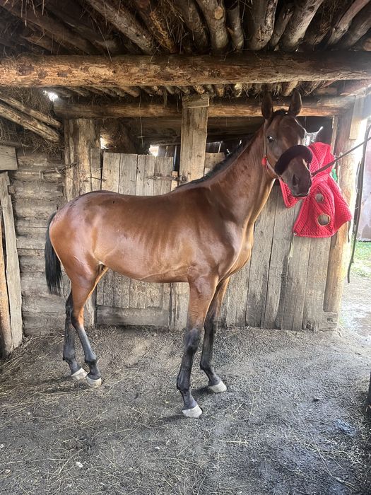 чк кунан агылшын