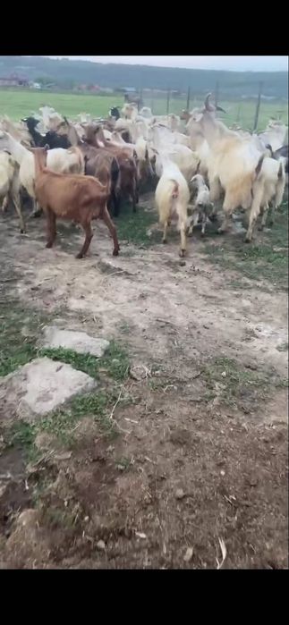 Capre pe alese de vanzare
