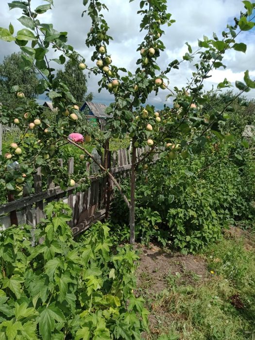 Продам дачу  село белое