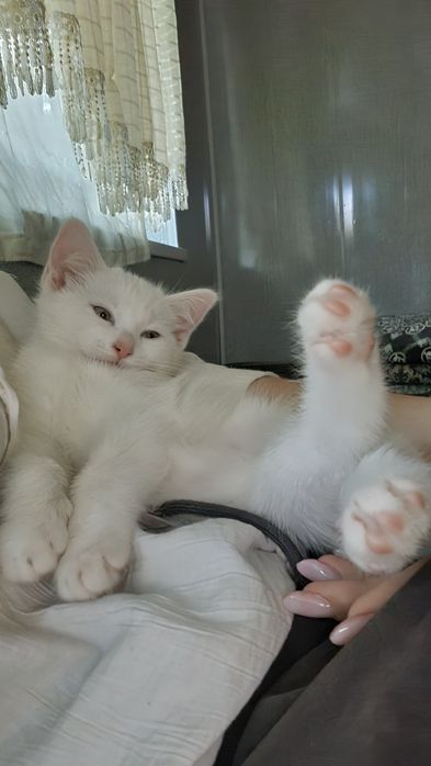 Кошка , игриливая