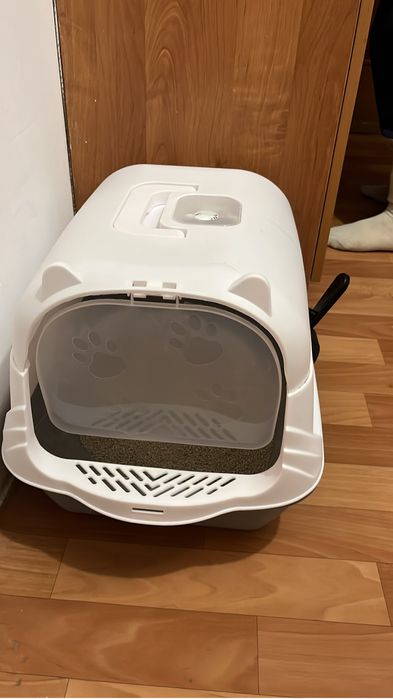 Шотландские кошка