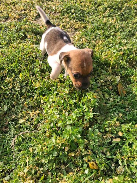 Джак ръсел кученца