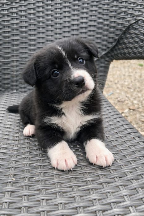 Animale pentru donat