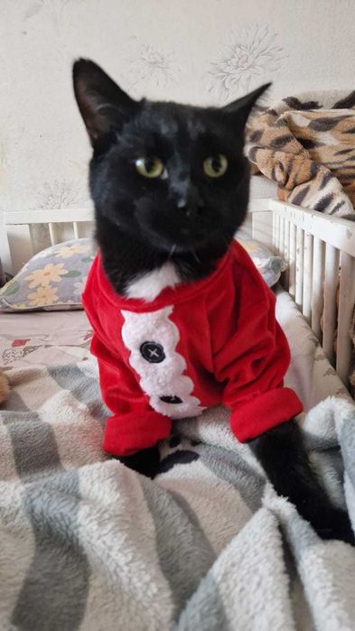 Котёнок-мальчик Барсик ищет дом и надёжных хозяев