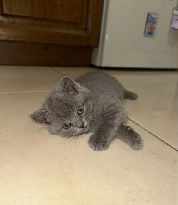 Котята мальчики и девочки 1.5 мес  британские