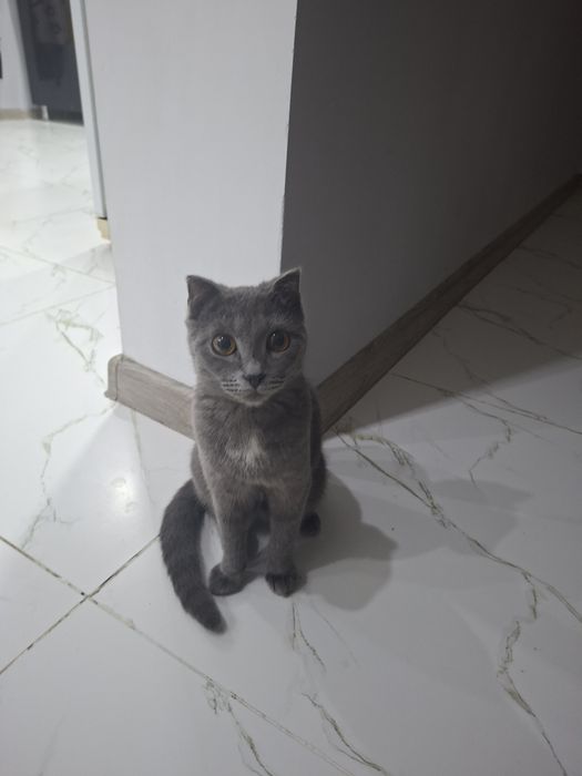 Кошка породистая