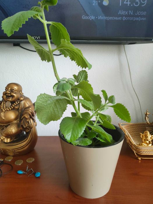 Продам цветок комнатный