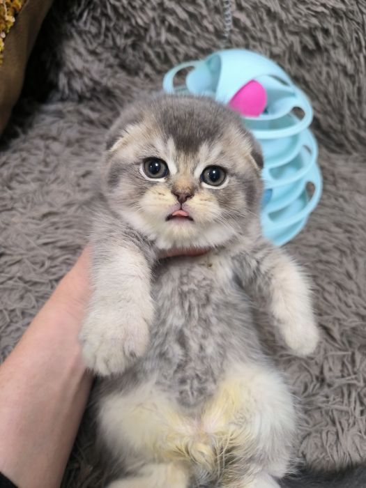 Котёнок от правильной вязки