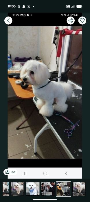Frizerie canină 120 toaletaj complet