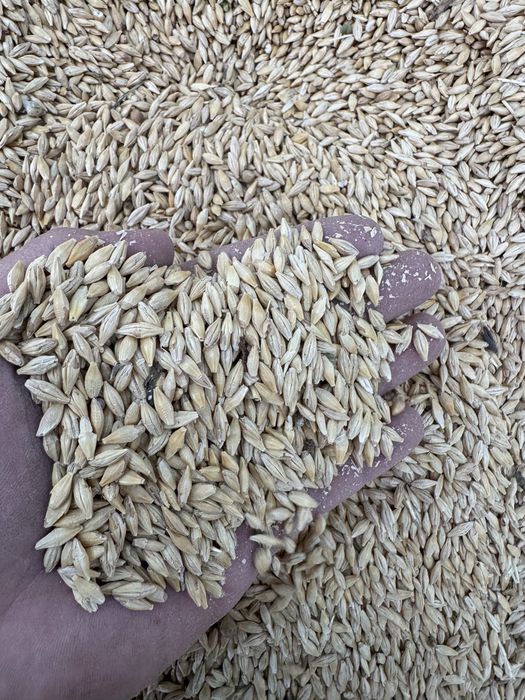 Продам семеной ячмень семена экспарсета