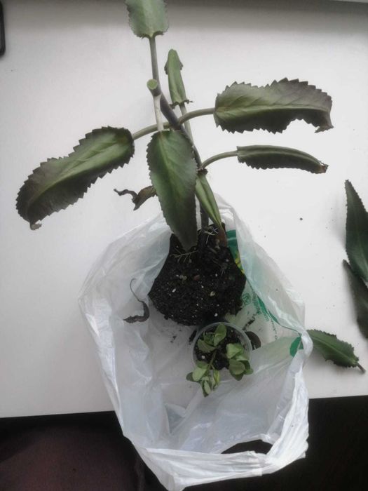 Каланхоэ лечебный