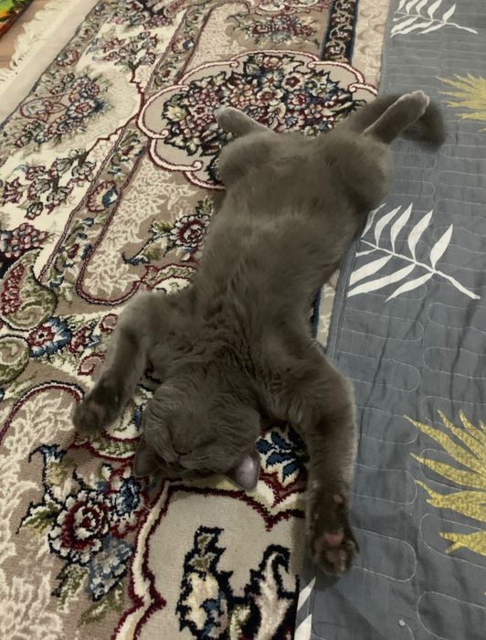 Skotish Strayt 7 oylik zotli sotiladi