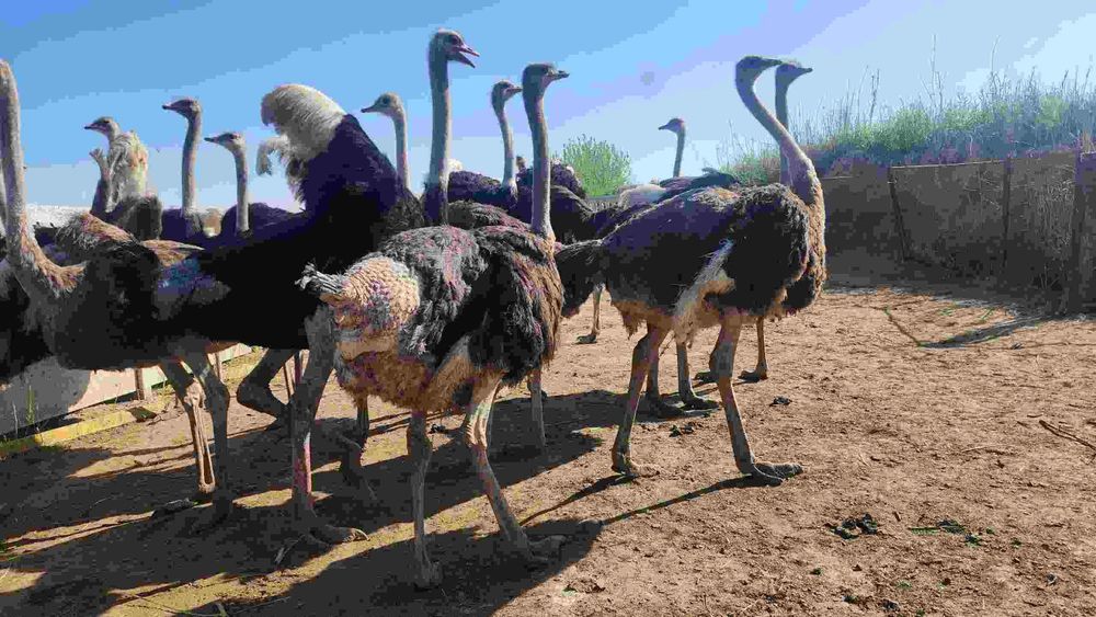 Tuyaqush va tuyaqush mahsulotlari sotiladi