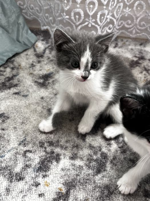 Отдвм котят в хороште руки