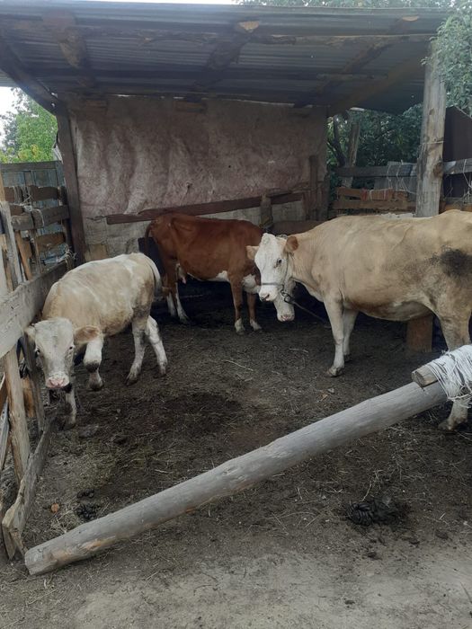 Продам 2 коровы молочных и бычка