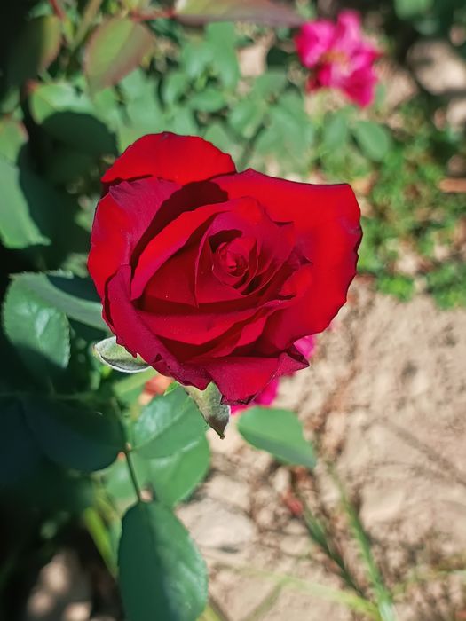 Explower Atirgul ko'z ko'chati sotamiz