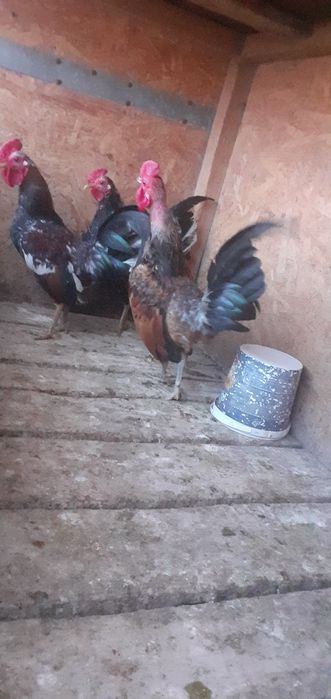 продам карликовых петушков