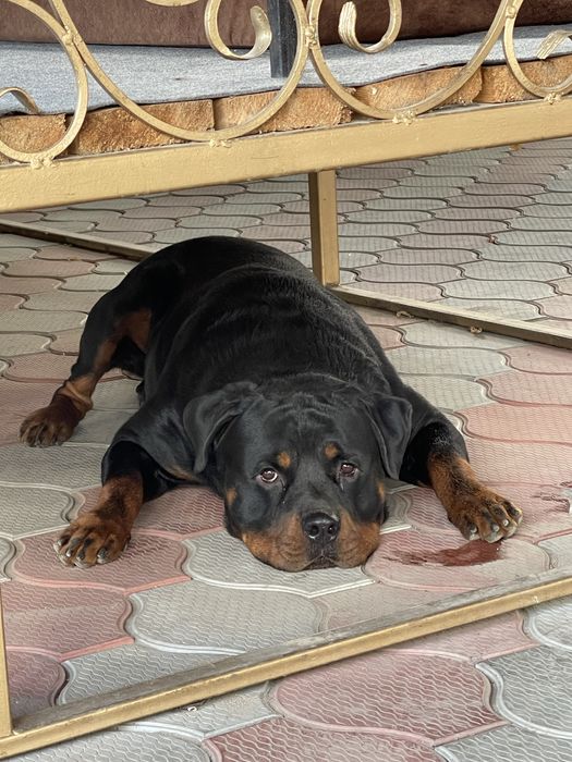 Ротвейлер ищет подружку