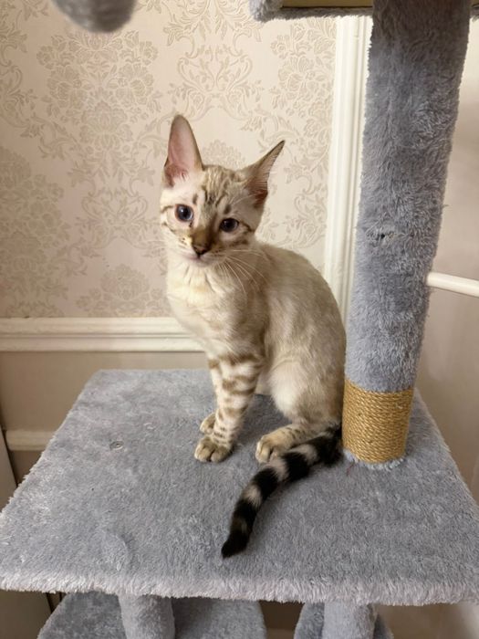 Кошка породы Бенгал