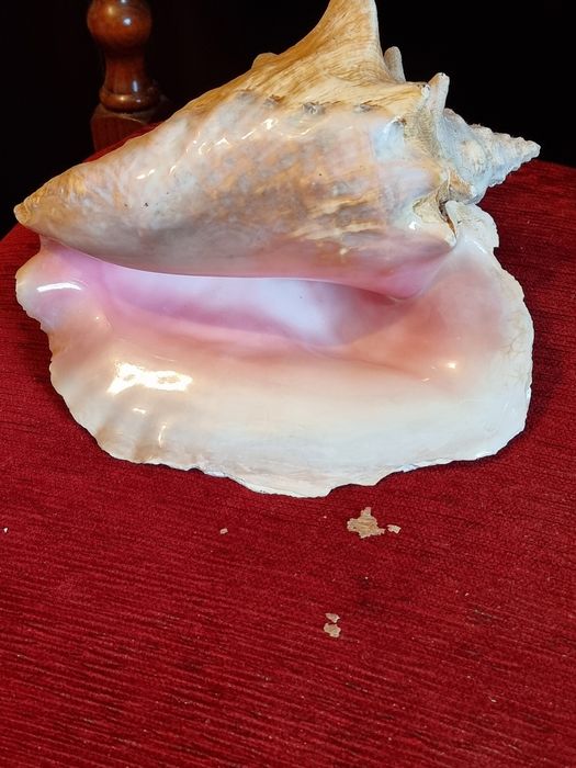 Scoica REGINA(QUEEN CONCH) naturala,exemplar mare 23 cm,roz intens