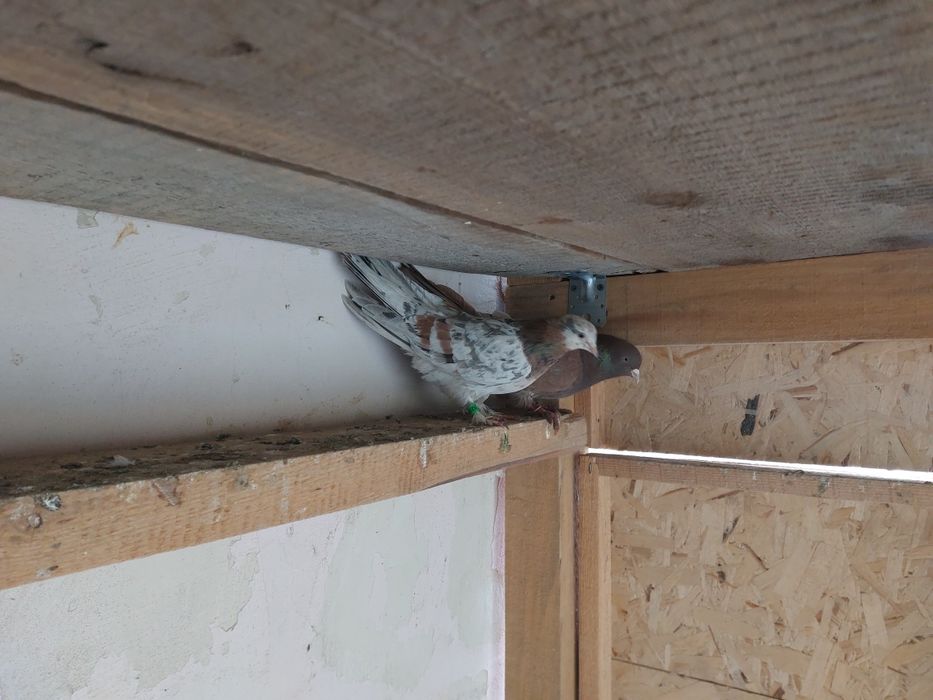 Кептер Құс Голуби