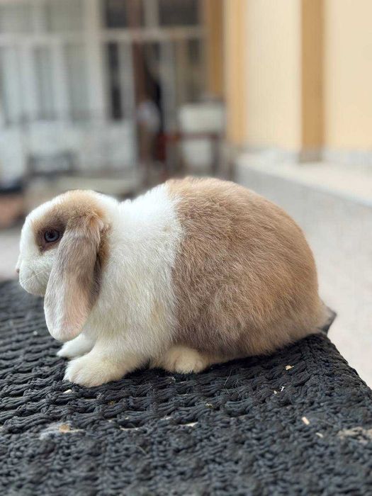 Кроллик Quyon Rebbit