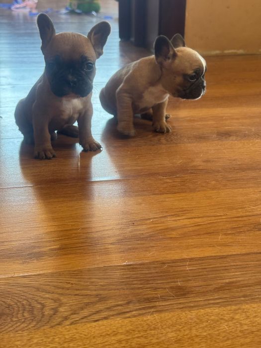 Френски булдог !!!