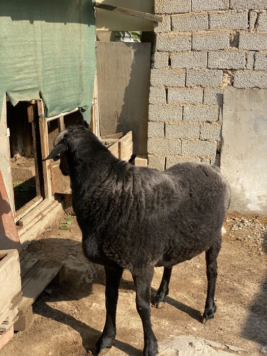 Qoy sotiladi