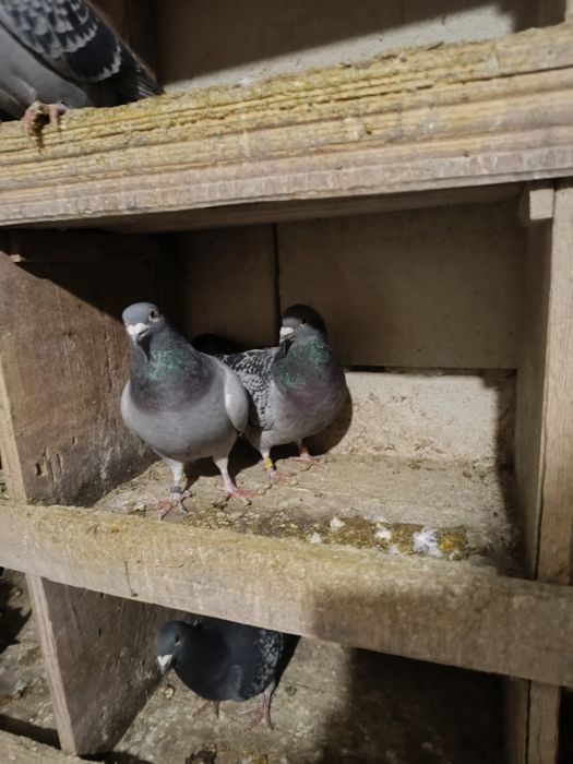 Vând porumbei voiajori