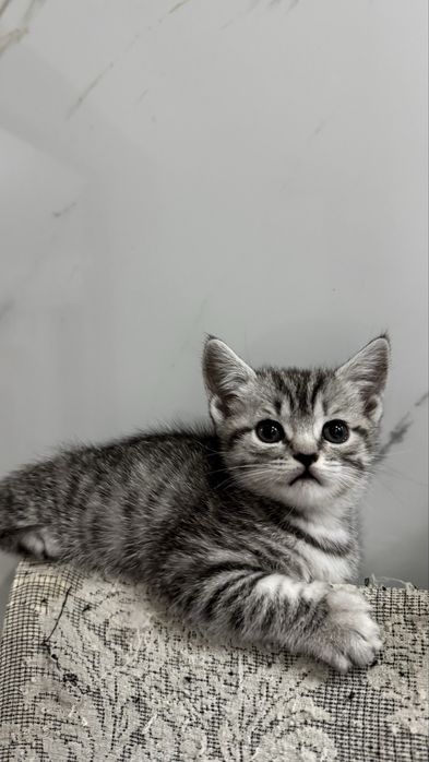 Котенок в добрые руки