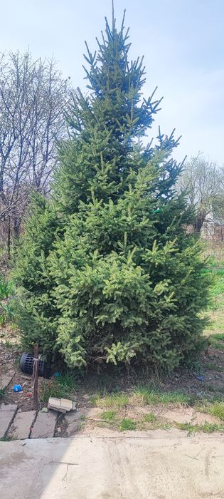 Продам елку 3-4 метра