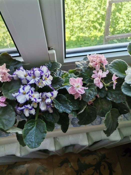 Домашние цветы фиалки