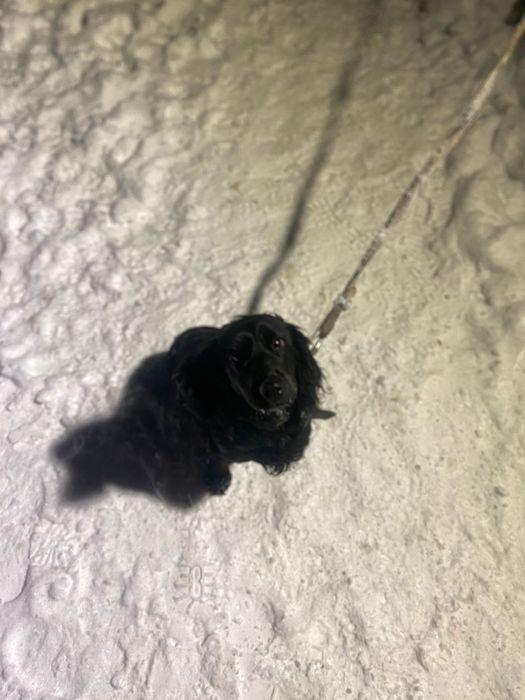 Продам русского спаниеля