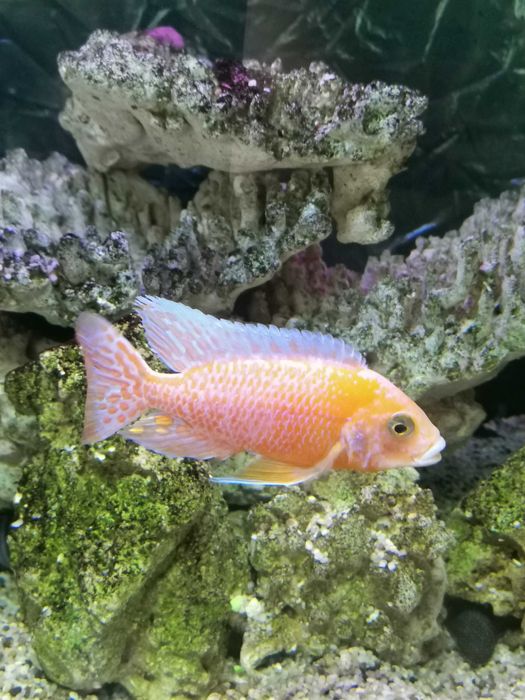 Продавам цихлиди