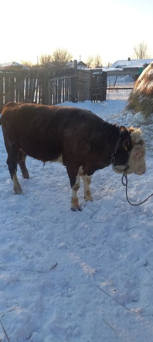 Бұқалар сатылады!!! Быки на откорме!