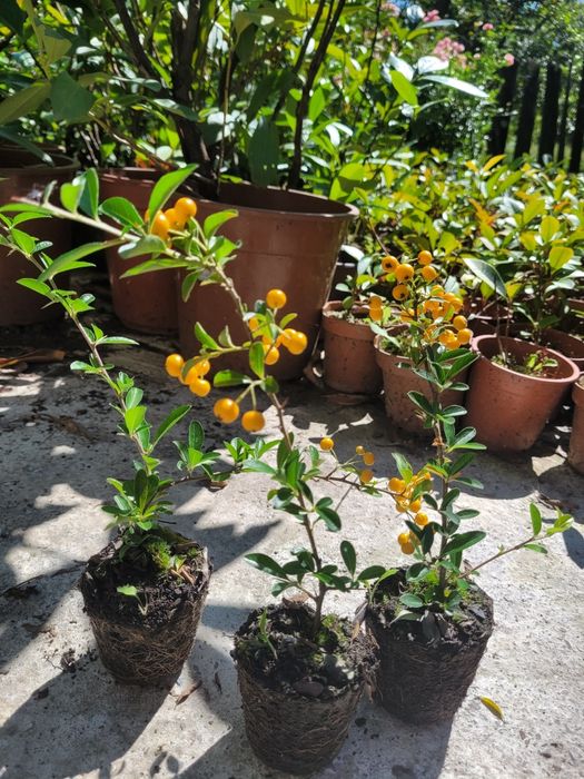 Pyracantha Soleil d'Or (Catina decorativa)