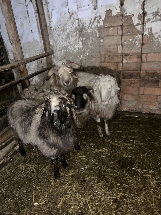 Қой сатылады на откорме