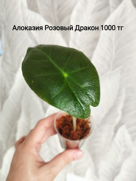 Монстера Тайское созвездие, БМФ, хойя, Алоказия