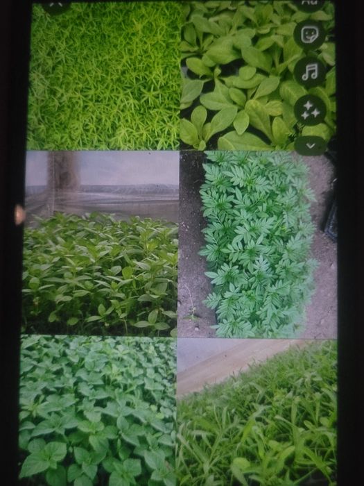 Продам рассаду овощей и цветов