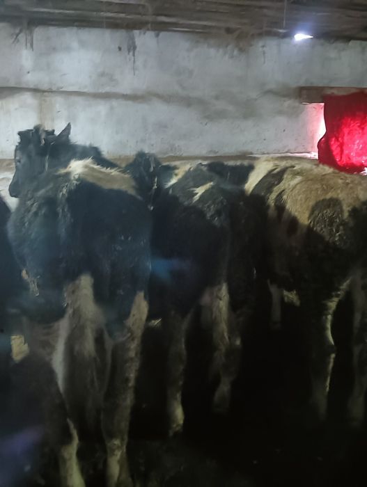 Продам бычков годовалых