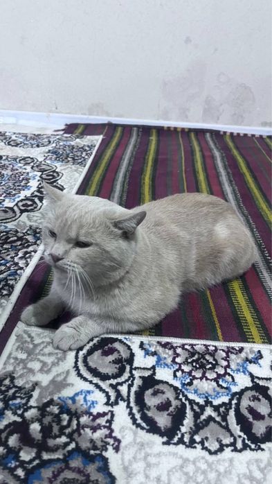 skottish fold mushuk