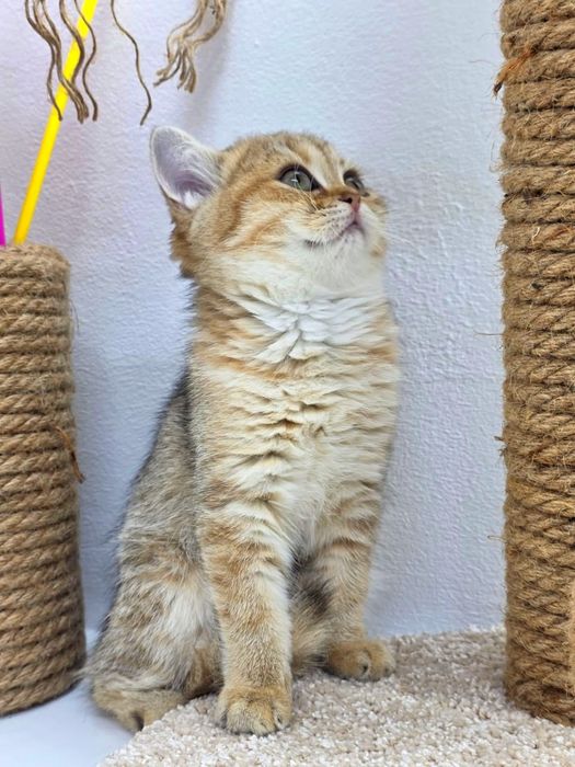 Котик и кошечка британские