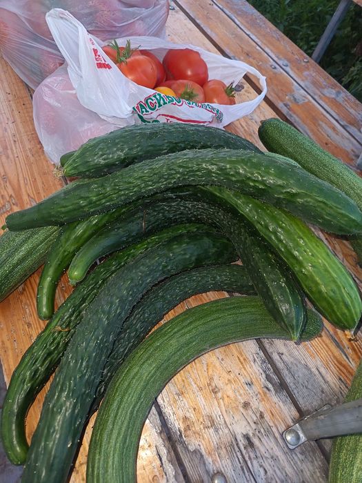 Продам помидоры и огурцы