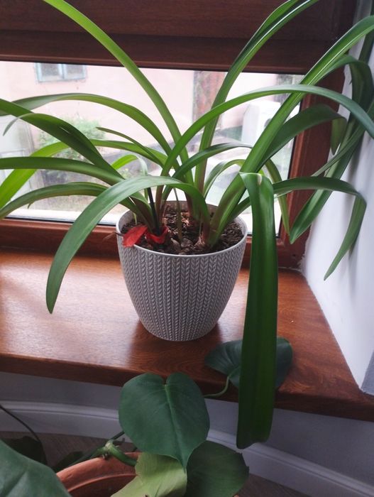 Комнатные цветы разные цены