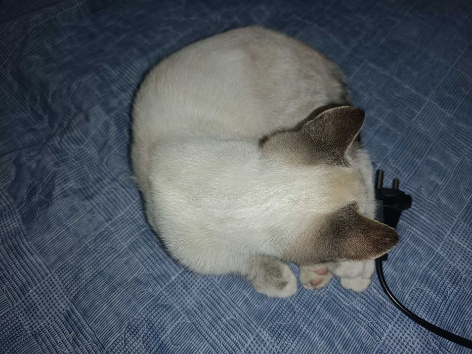 Отдам котят добрым людям