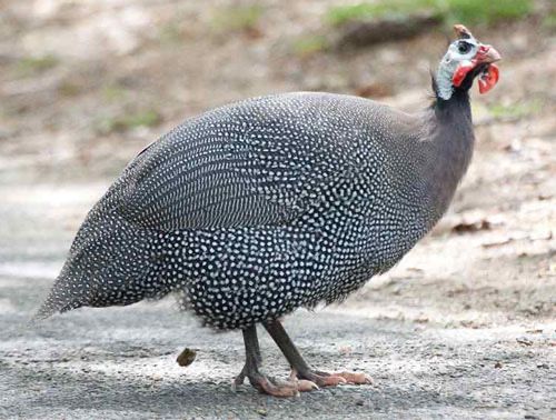 Цесарка қораз самец