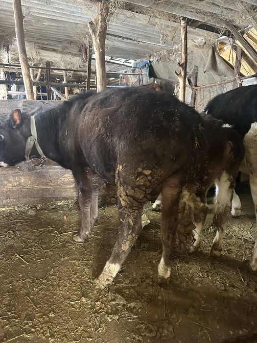 Продам Быка и Телочку